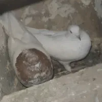 8تا کفتر سالم و سرحال و ساعت بالا