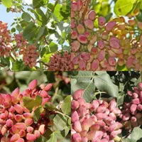 بلوبری کیوی نارنگی گیلاس انجیر انگور توت|خدمات باغبانی و درختکاری|تبریز, |دیوار