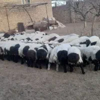 بره نر وماده بفروش می رسد