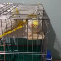 عروس هلندی جفت لوتیتو کینگ سایز خوشگل ، قفس ۱۰۳۳|پرنده|رباطکریم, شهرک والفجر|دیوار