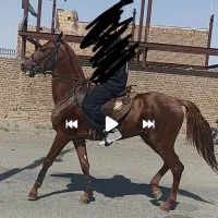 اسب ترکمن اصیل نریان مدرک دار|اسب و تجهیزات اسبسواری|سبزوار, قصبه شرقی|دیوار