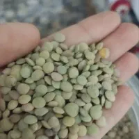 عدس مرغوب امسال، ۲۹۵هزار