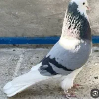 کبوتر