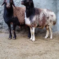 بره نر چاق پرگوشت پرواری درجه یک|حیوانات مزرعه|ملایر, |دیوار