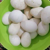 تخم غاز بدون نطفه خوراکی