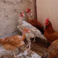 تعدادی نیمچه ۷ ماهه گردن لخت و لاری|حیوانات مزرعه|محمدشهر, محمدشهر|دیوار