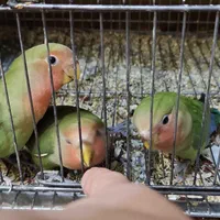 طوطی بریزیلی (گرینچیک) صورت هلویی|پرنده|تهران, تهرانسر شرقی|دیوار