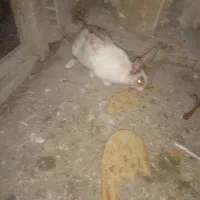 یک عدد خرگوش ماده