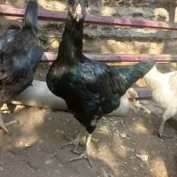 فقط فروش تخم مرغ.نطفه دار به ضمانت|حیوانات مزرعه|فاضل آباد, |دیوار