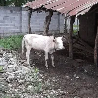 گاو جوان