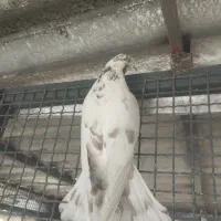 کبوتر عتیقه