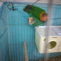 کوتوله ی برزیلی
