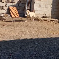 واگذاری توله عراقی