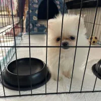 پامر تیکاپ ۲ماهه