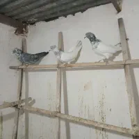 کبوتر|پرنده|هشتگرد, شهرک راه آهن|دیوار