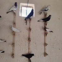 دسته کفتر|پرنده|شیراز, اکبر آباد|دیوار