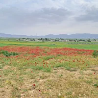 خواهان مشارکت با پروانه