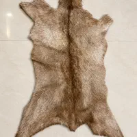 پادری پوست