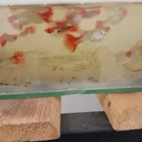 ماهی گوپی و دمشمیری و آکواریوم و لوازمش