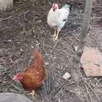 فروش خروس بزرگ و سر حال|حیوانات مزرعه|نوشهر, |دیوار