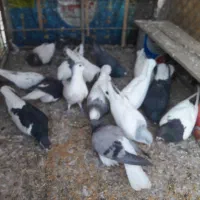 گبوتر۱۵عدد|پرنده|قزوین, |دیوار