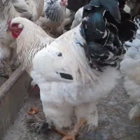 خروس برهما
