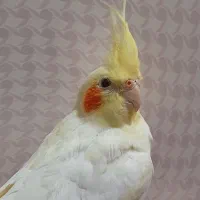 عروس هلندی