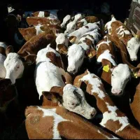 گوساله سیمینتال ژنتیک برتر بازدهی بالا