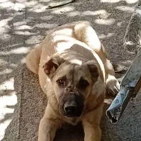 توله ۱۲۰روزه قیمت ۸تومن