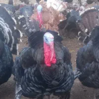 بوقلمون|حیوانات مزرعه|پارس‌آباد, |دیوار