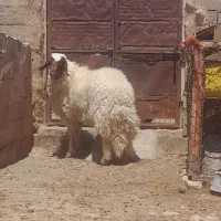 شیشک