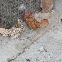 ی جفت مرغ خروس سبرایت اصیل|حیوانات مزرعه|هشتگرد, تهران دشت|دیوار