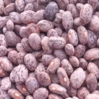 لوبیا سفید تازه لوبیا چشم بلبلی و ماش