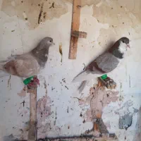 دوتا کبوتر ساده پرشی ضربه به شرط ضربه بودن  مال