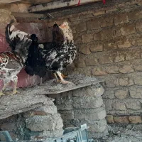 مرغ و خروس گلین و محلی|حیوانات مزرعه|سنگدوین, |دیوار