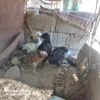 جوجه کاکلی|حیوانات مزرعه|جزنیک, |دیوار