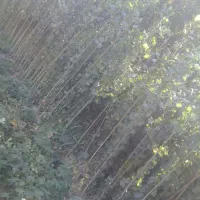 فروش نهال صنوبر|گل و گیاه طبیعی|مشگین شهر, |دیوار