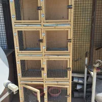 کفتر. سهره قناری . عروس هلندی