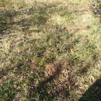 فروش یونجه چین دوم در شهرستان اهر|خدمات باغبانی و درختکاری|فندقلو, |دیوار