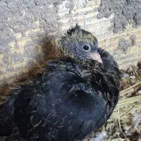 کبوتر|پرنده|شوشتر, |دیوار