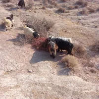 بیگ‌.کهره‌نروماده‌میش‌زاییده|حیوانات مزرعه|ایذه, |دیوار