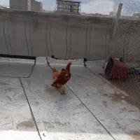 لاری پنج ماه