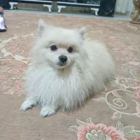 پامرین خرسی|سگ|تهران, وردآورد|دیوار