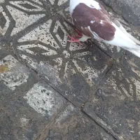 سه عدد کفتر سالم فروش فوری|پرنده|ملایر, |دیوار