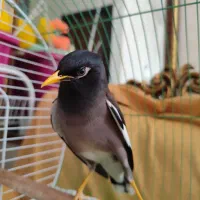 مرغ مینا نر سخنگو پاکستانی