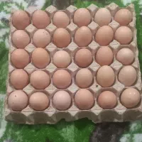 تخم مرغ محلی