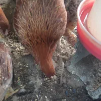 مرغ دورگه