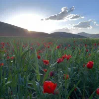 نخود درشت تازه زود پز