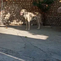 سگ پژدر|سگ|شیروان (لرستان), |دیوار