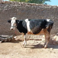 گاو و گوساله هلشتاین